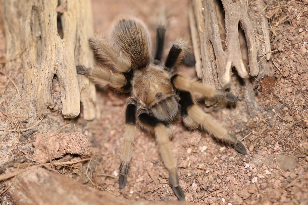 Spider Odyssey: A Journey of&nbsp;Discovery