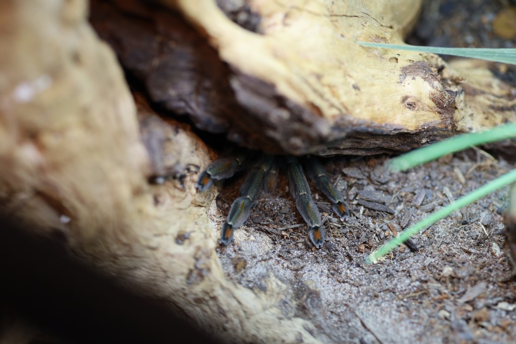 Rethinking Tarantula Care: The Limits of Arboreal, Terrestrial, and&nbsp;Fossorial