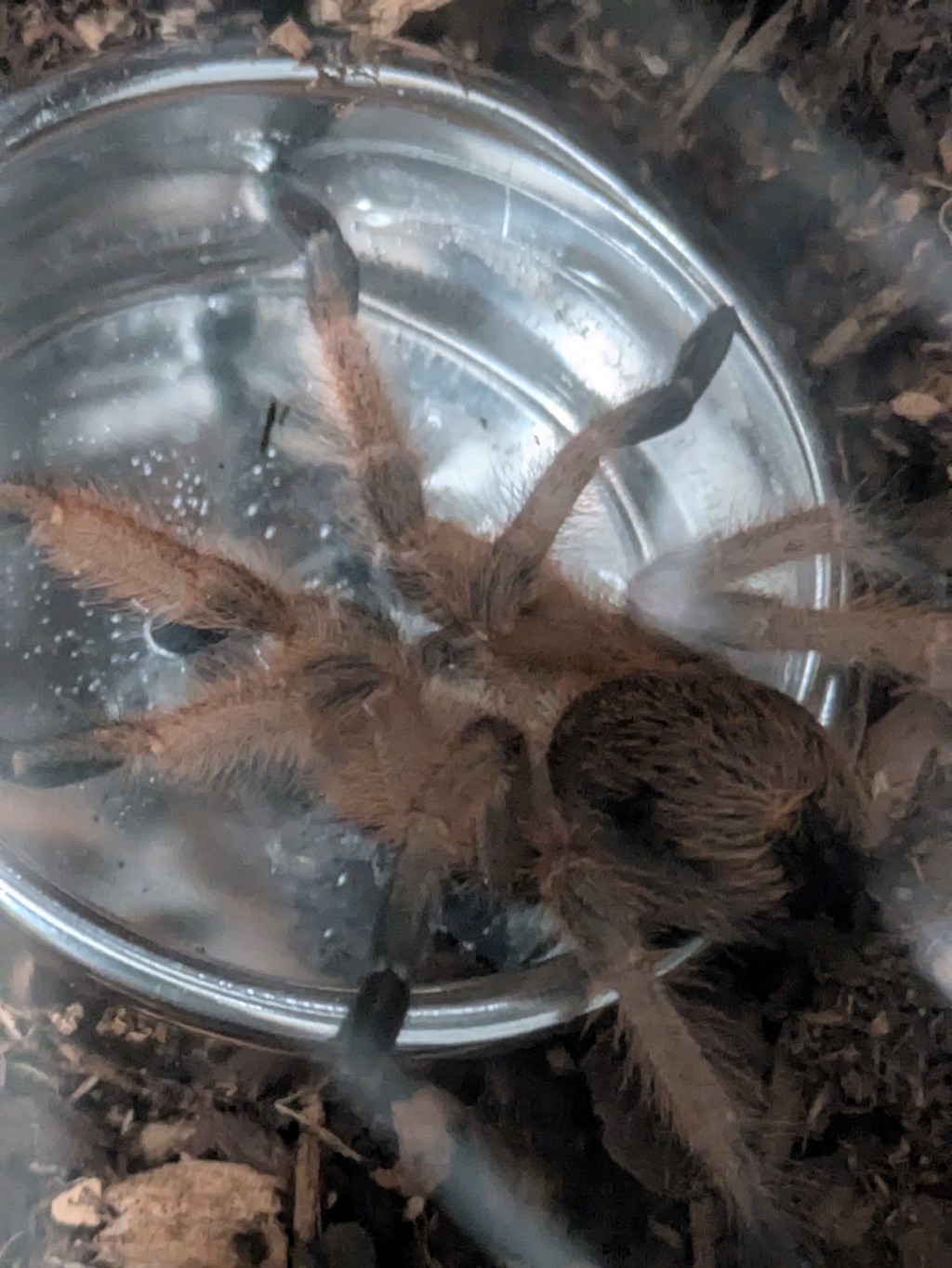 The Importance of Water&nbsp;Dishes