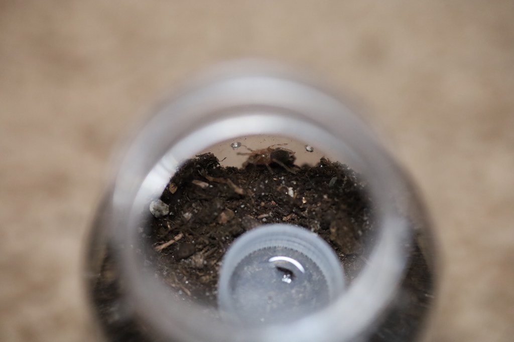 The Importance of Risk Assessment and Critical Thinking in Tarantula&nbsp;Care