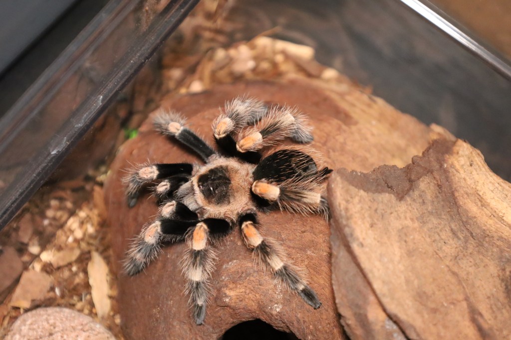 Why Heat Has a Place in How I Keep&nbsp;Tarantulas
